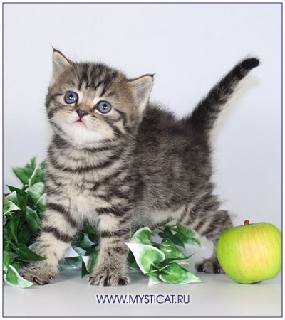 Британские котята редких окрасов | автор: Ольга