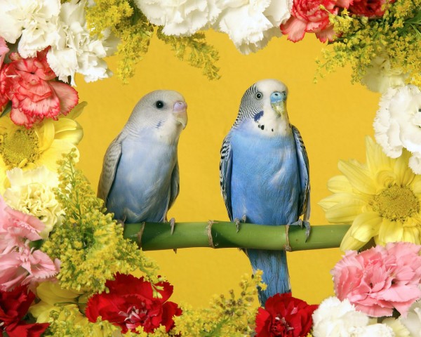 Волнистые попугаи | автор: Лена