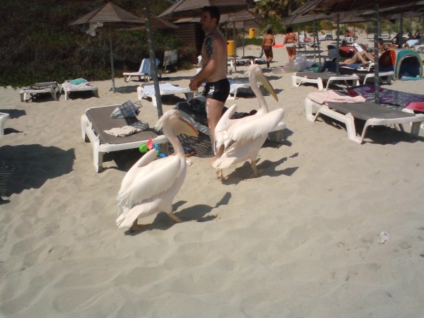 Пеликан на пляже | автор: Максим