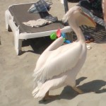 Пеликан на пляже