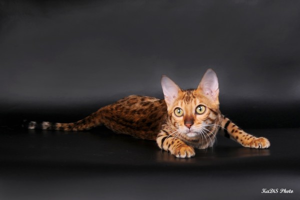 Бенгальская кошка | автор: Анна Гордеева