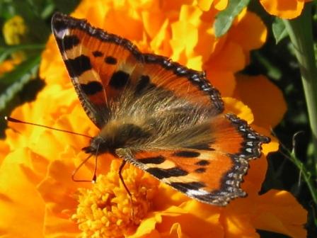 Бабочка | автор: Чупукова Нина
