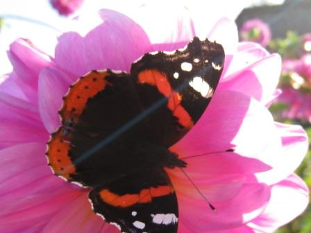 Бабочка | автор: Чупукова Нина