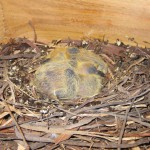 Птенцы голубей в гнезде