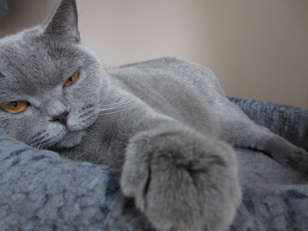 Голубая британская кошка | автор: Питомник Silvery Snow