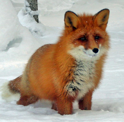 Красавица лисица | автор: А. Ю. Сивачёва