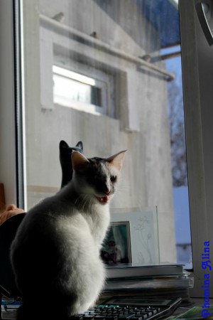 Кошка Елизабэт | автор: Фомина Алина