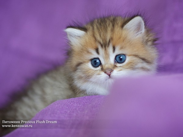Британский котенок | автор: Питомник Precious Plush Dream