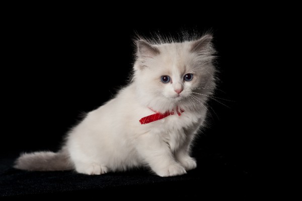 Кошка порода регдолл | автор: Мовчан Ю.