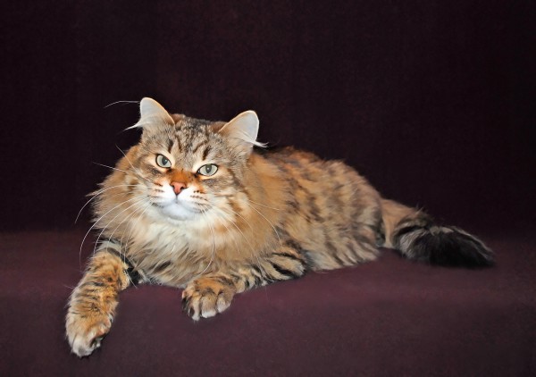 Питомник сибирских кошек  | автор: Наталья Baraj