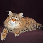 Питомник сибирских кошек 
