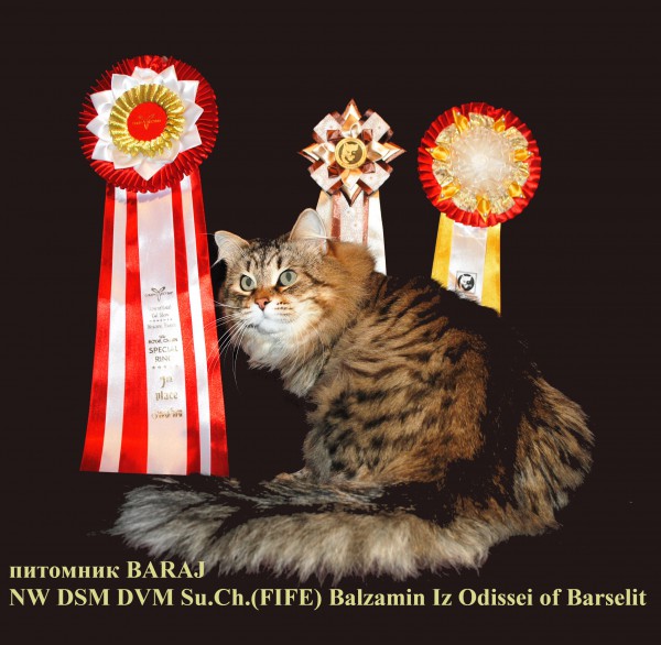 Питомник сибирских кошек  | автор: Наталья Baraj