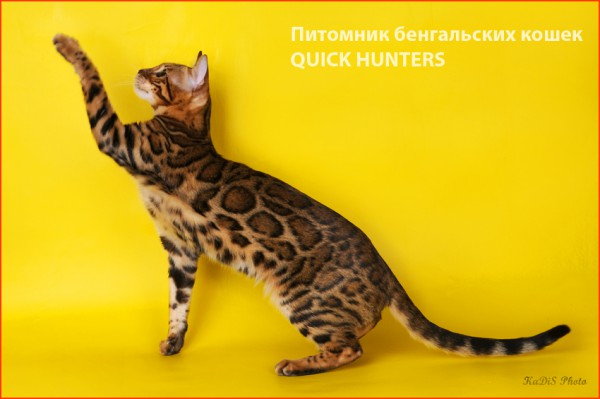 Бенгальская кошка Quick Hunters Tamerlina | автор: KaDis