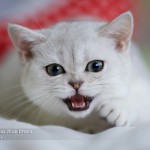 Британский котенок серебристая шиншилла