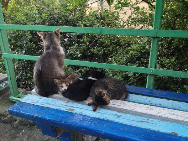 Три кошки на лавочке | автор: Максим
