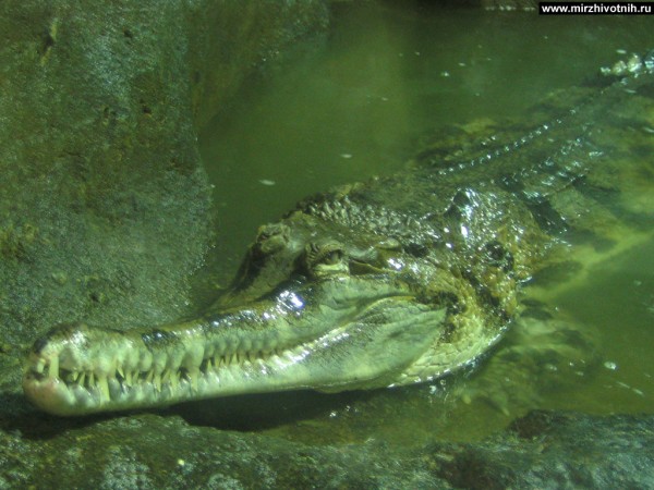 Крокодил | автор: aLex