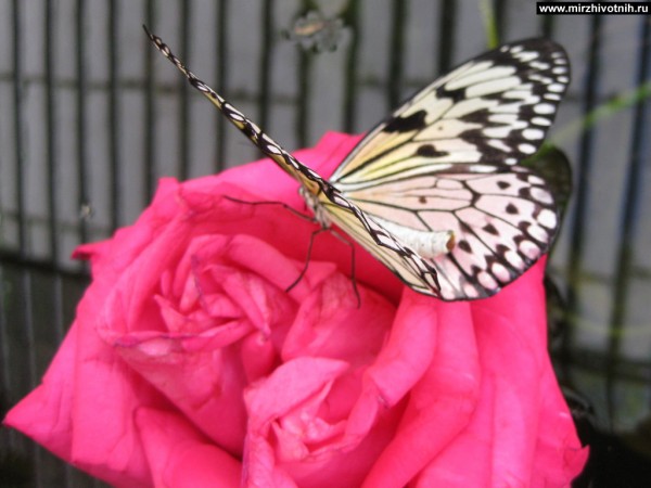 Красивая бабочка | автор: aLex