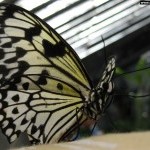 Красивая бабочка