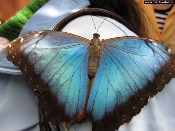 Красивая бабочка | автор: aLex