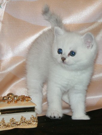 Британский котенок окраса серебристая шиншилла | автор: Елена
