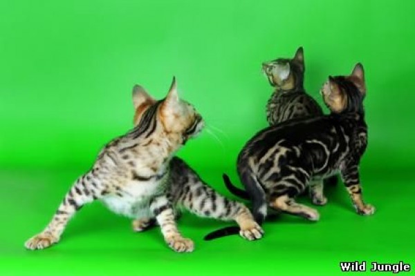 Бенгальские котята  Wild Jungle | автор: Wild Jungle Кузнецова Ольга