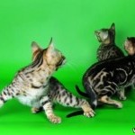 Бенгальские котята  Wild Jungle