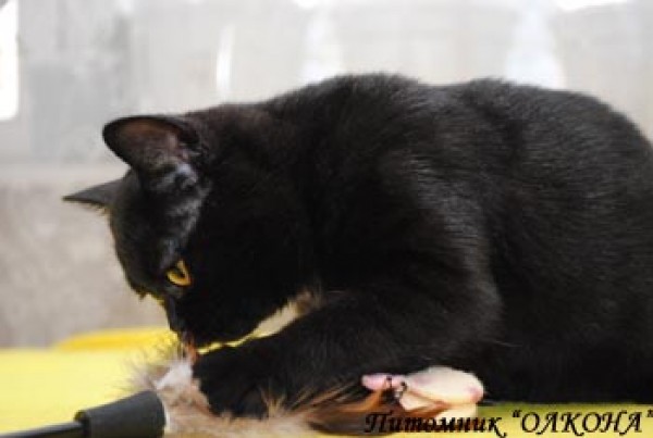 Шотландский котенок черного окраса. | автор: Питомник кошек «Олкона»