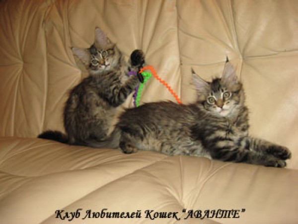 Котята-девочки породы мейн-кун. | автор: Наталья