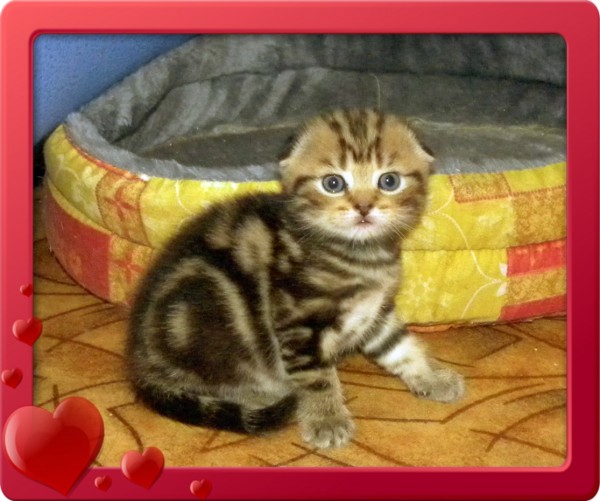 Вислоухий котенок Зорро. | автор: Наталия