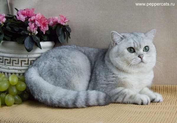 Британский серебристый кот Kay Peppercats | автор: Питомник Peppercats