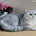 Британский серебристый кот Kay Peppercats