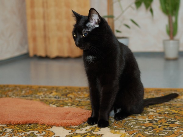 Чёрный кот | автор: Настя