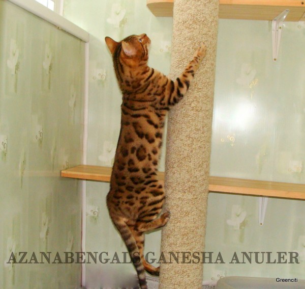 Бенгальская кошка | автор: Кутикова Светлана