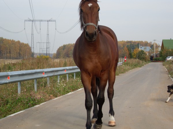 Любопытный конь | автор: Халилова Татьяна