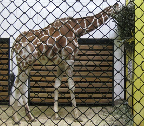Жираф | автор: Екатерина