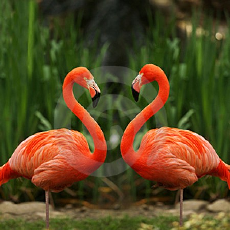 Фламинго | автор: PriderS