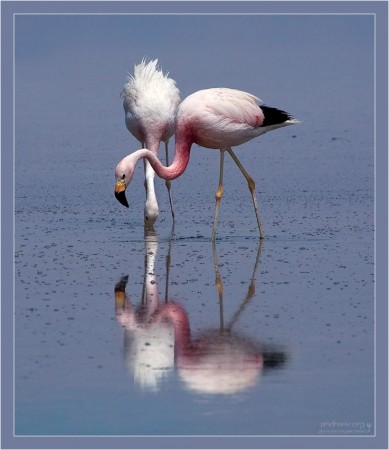 Фламинго | автор: PriderS