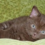 Британские котята шоколадного окраса