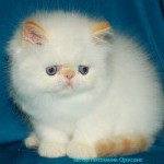 Чистокровные персы и экзоты- котята